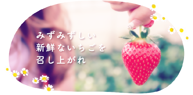 須賀農園 越谷市のイチゴとトマトの専門農家 美味しい 新鮮 を皆様に
